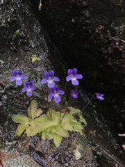 Pinguicula macroceras
