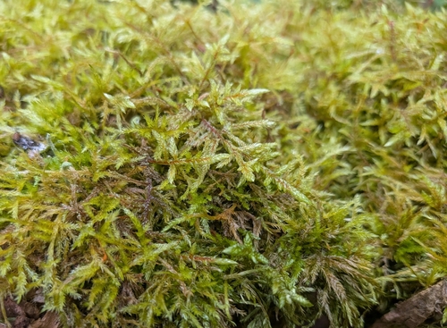 Red-stemmed Feather Moss