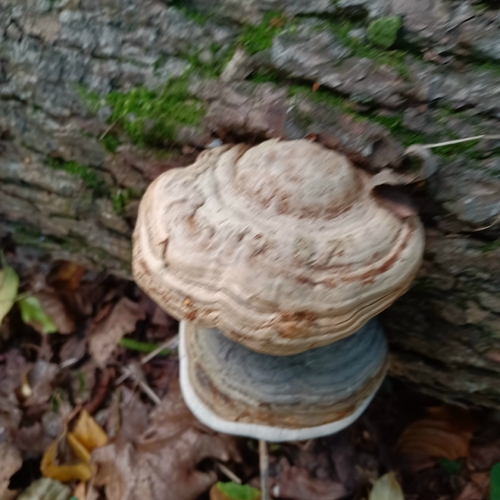 Hoof Fungus