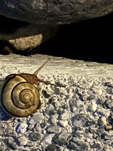 Brown-lipped Snail