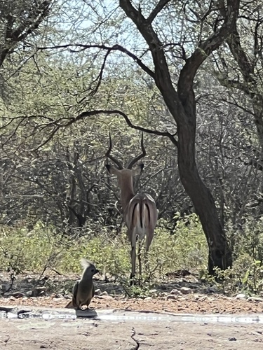 Common Impala