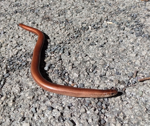Common Slowworm