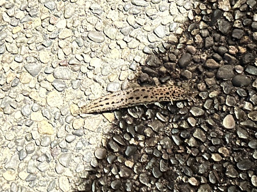Leopard Slug