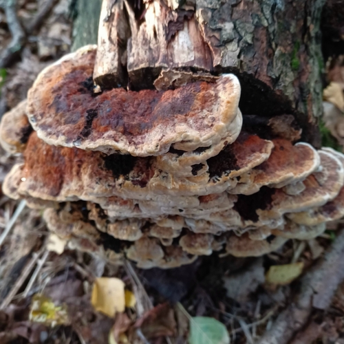 Alder Bracket