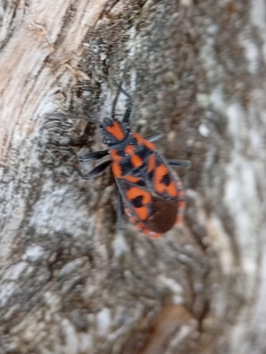 Spilostethus saxatilis