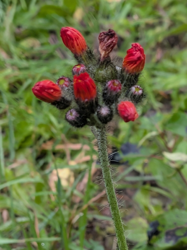 orange hawkweed
