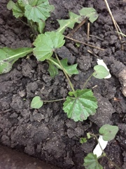 Malva pusilla
