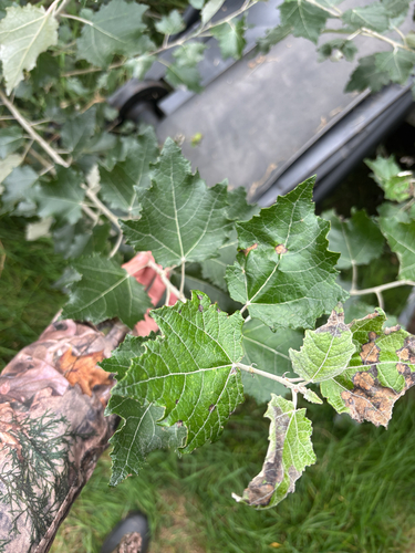 white poplar