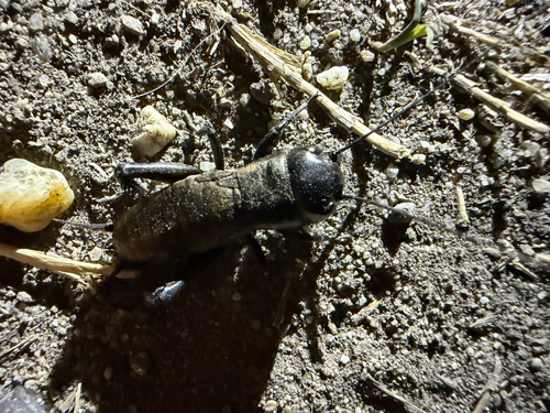 European Field Cricket
