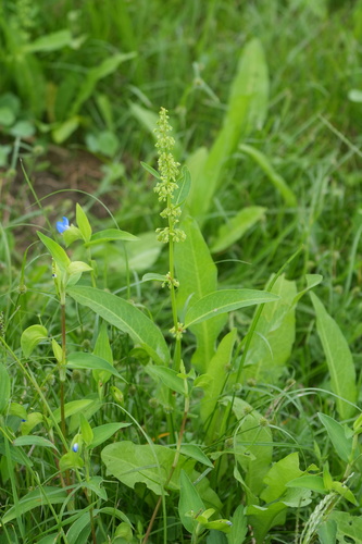 Rumex japonicus
