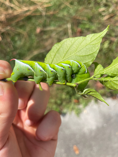 Carolina Sphinx