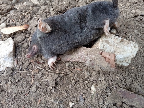 European Mole
