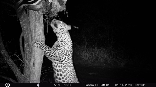 African Leopard