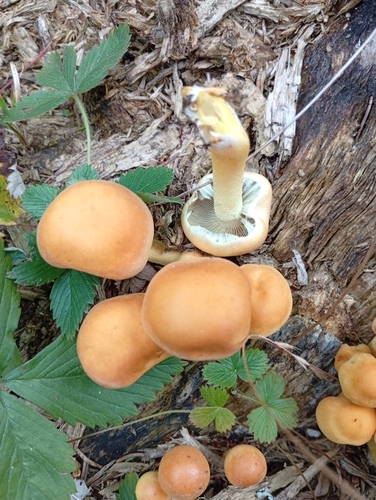 Sulphur Tuft