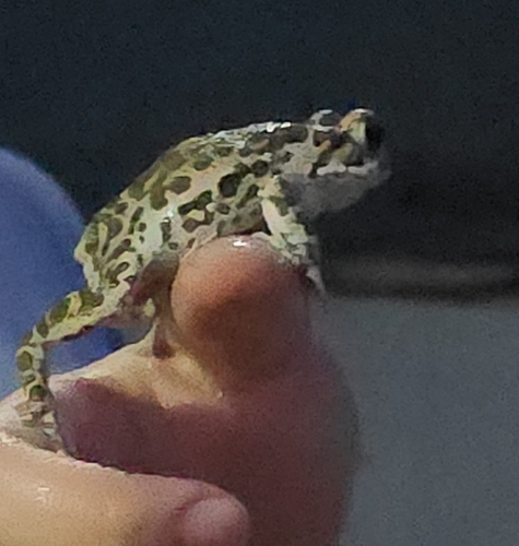 Green Toad