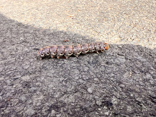 Pine Hawkmoth