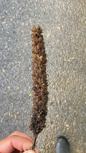 great mullein