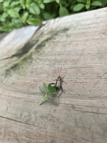 Girdle-horned Pond Lily Leaf Beetle