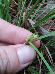Carex abscondita