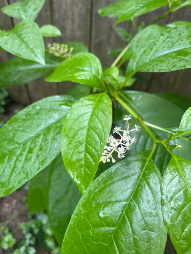 American pokeweed