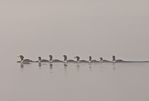 Common Merganser