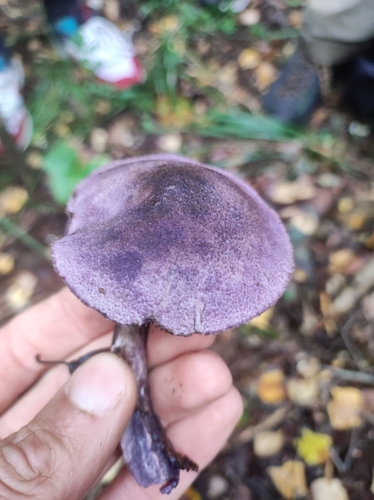 violet webcap
