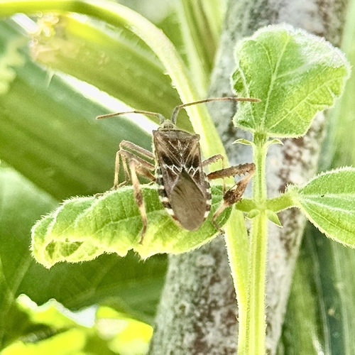 Western Conifer Seed Bug