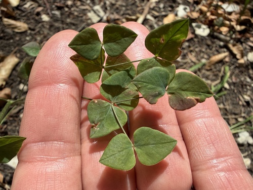 Euphorbia dulcis
