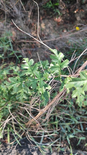 common hawthorn