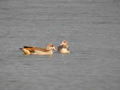 Alopochen aegyptiaca