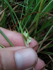 Carex abscondita