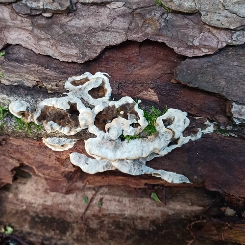 Smoky polypore