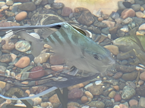 African Pompano