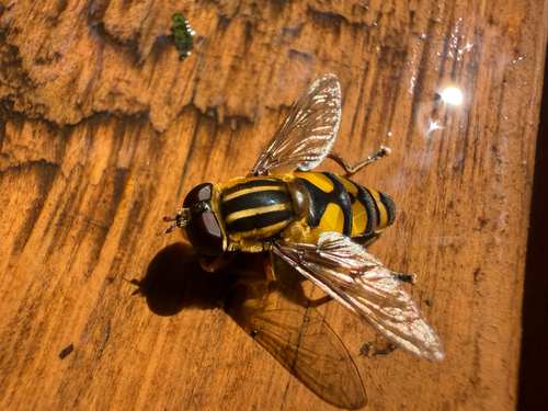 Narrow-headed Marsh Fly