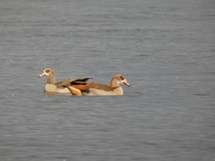 Alopochen aegyptiaca