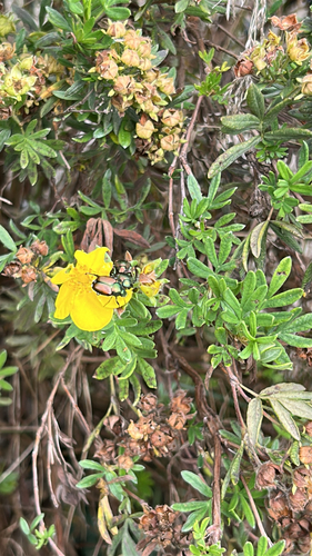 Japanese Beetle