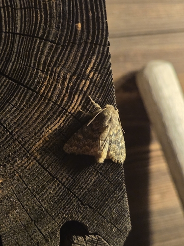 Brindled Ochre