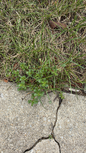 Common Purslane