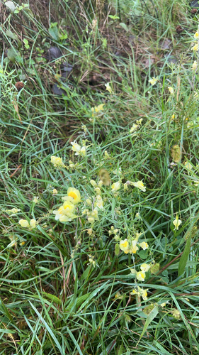 common toadflax