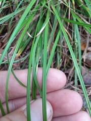 Carex abscondita