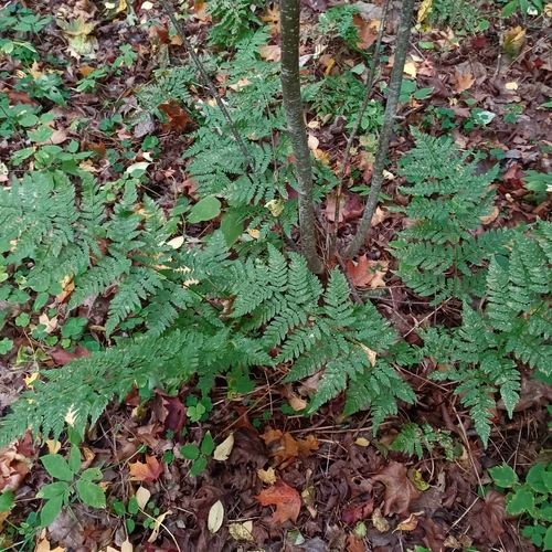 spinulose wood fern