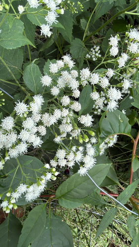 white snakeroot