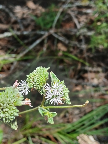 Elephantopus elatus