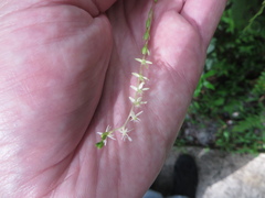 Petiveria alliacea