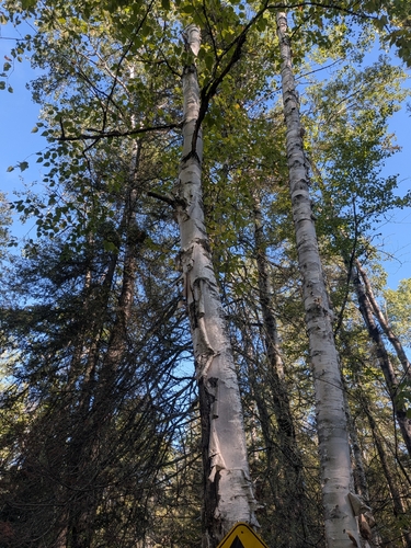 paper birch