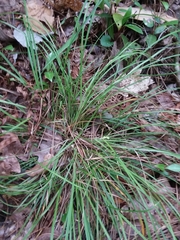 Carex abscondita
