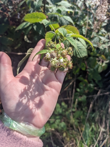 red raspberry