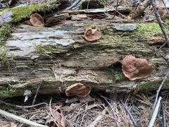 Gyromitra perlata