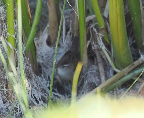 Marsh Wren