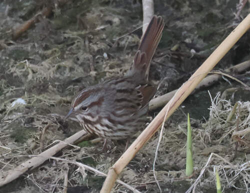 Song Sparrow